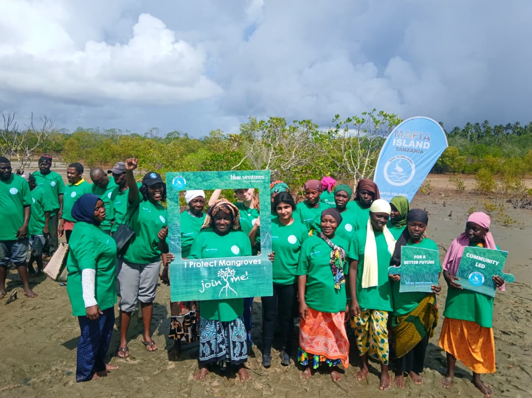 Mangrove restoration on Mafia Island